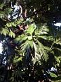 2003-04 martinique 010